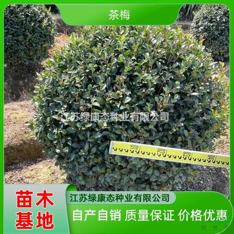 供應(yīng)冠幅90厘米茶梅球 冠幅90公分茶梅球 精品茶梅球 小規(guī)格茶梅球