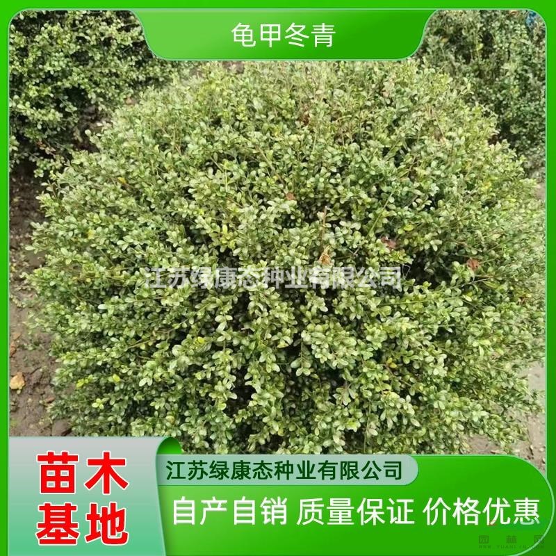 供應(yīng)冠幅90厘米龜甲冬青球 冠幅90公分龜甲冬青球 精品龜甲冬青球