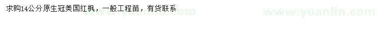求購14公分美國紅楓