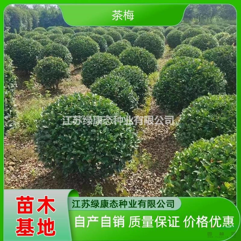 供應冠幅100厘米茶梅球 冠幅100公分茶梅球 精品茶梅球出售