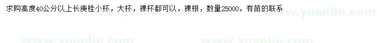 求購高40公分以上長庚桂