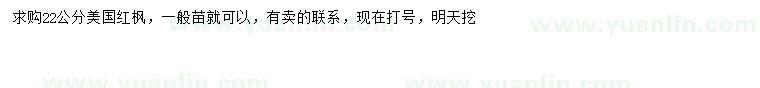 求購22公分美國紅楓