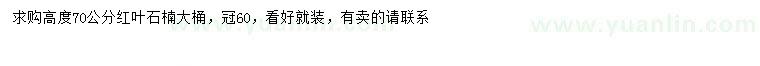 求購(gòu)高70公分紅葉石楠