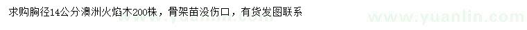 求購(gòu)胸徑14公分澳洲火焰木