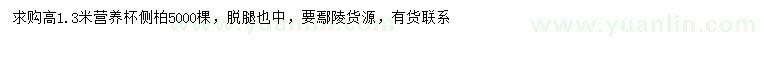 求購高1.3米側(cè)柏