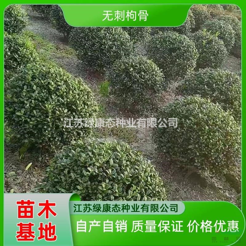 供應(yīng)冠幅100厘米無刺枸骨球 冠幅100公分無刺枸骨球 精品無刺枸骨球