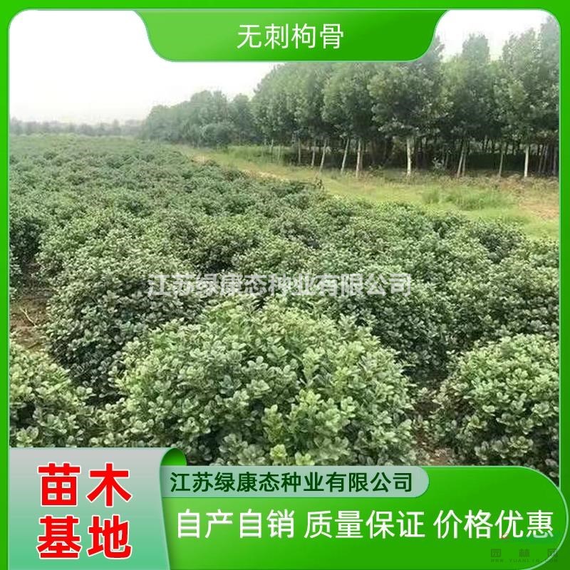 供應(yīng)冠幅120厘米無刺枸骨球 冠幅120公分無刺枸骨球 精品無刺枸骨球供應(yīng)商