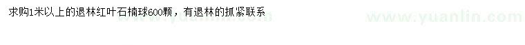 求購1米以上紅葉石楠球