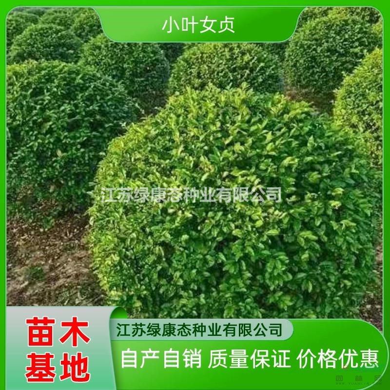冠幅100厘米小葉女貞球哪里好 冠幅100公分小葉女貞球哪家便宜