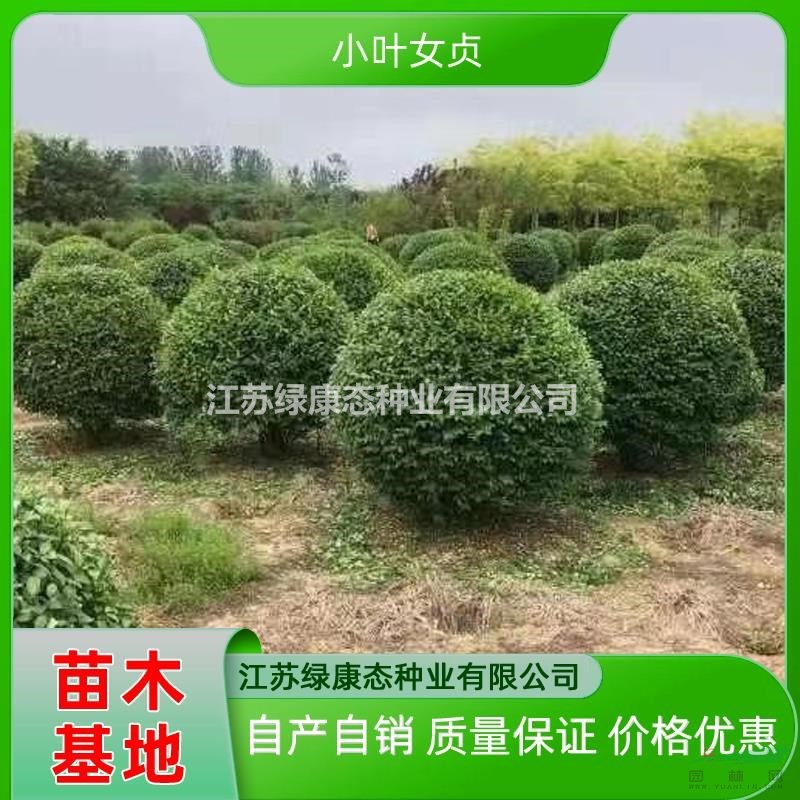 供應(yīng)冠幅180厘米小葉女貞球 冠幅180公分小葉女貞球 精品小葉女貞球培育基地
