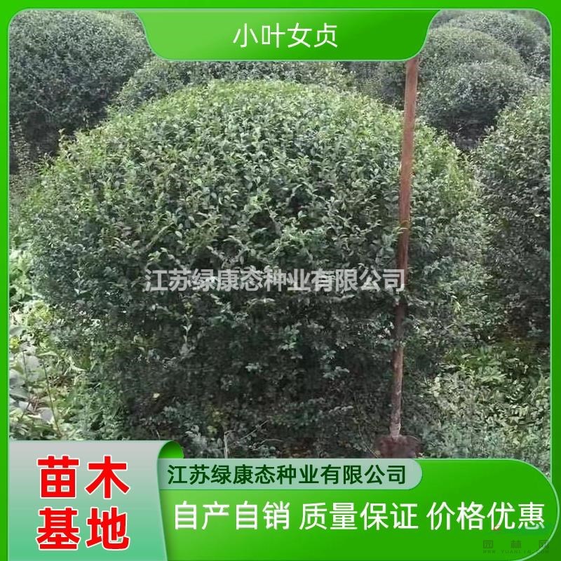 供應(yīng)冠幅200厘米小葉女貞球 冠幅200公分小葉女貞球 大冠幅小葉女貞球