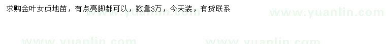 求購金葉女貞地苗