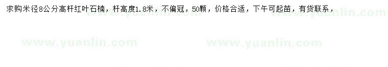 求購米徑8公分高桿紅葉石楠