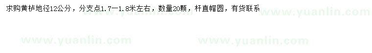 求購地徑12公分黃櫨