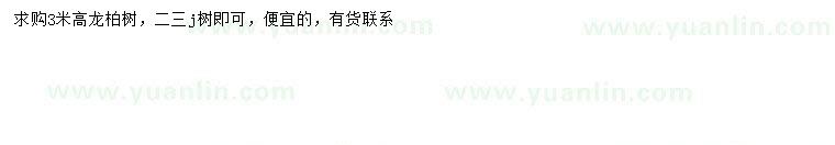 求購高3米龍柏