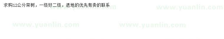 求購12公分欒樹