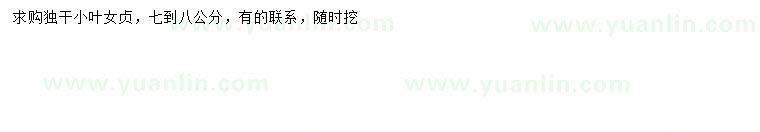 求購7-8公分小葉女貞