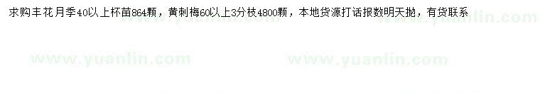 求購40公分以上豐花月季、60公分以上黃刺梅