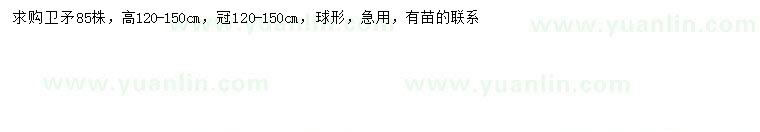 求購高120-150公分衛(wèi)矛