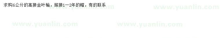 求購6公分高接金葉榆