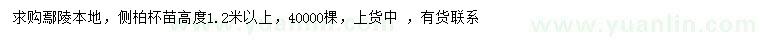 求購高1.2米以上側柏