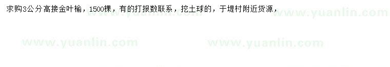 求購3公分高接金葉榆