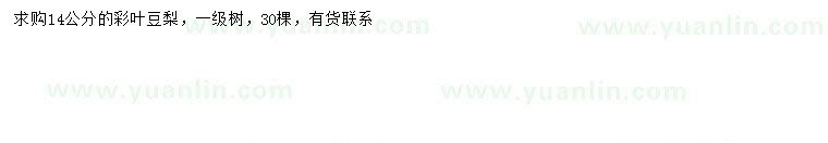 求購14公分彩葉豆梨