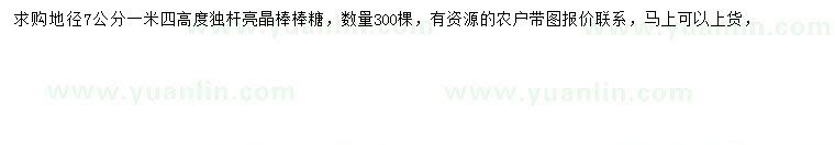 求購地徑7公分亮晶女貞棒棒糖