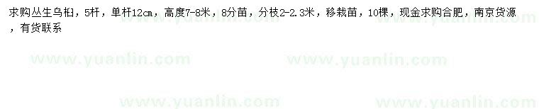 求購(gòu)高7-8米叢生烏桕