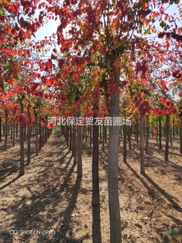 13公分紅葉榆