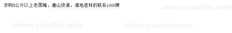 求購5公分以上國槐