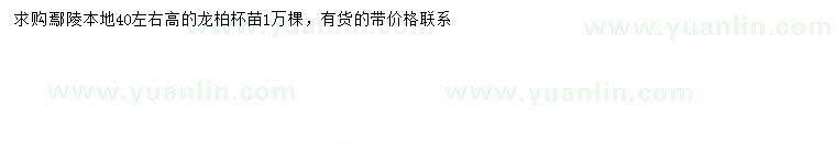 求購高40公分左右龍柏