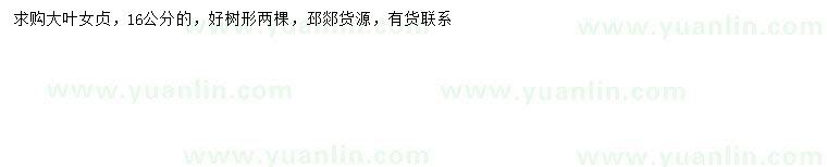 求購16公分大葉女貞