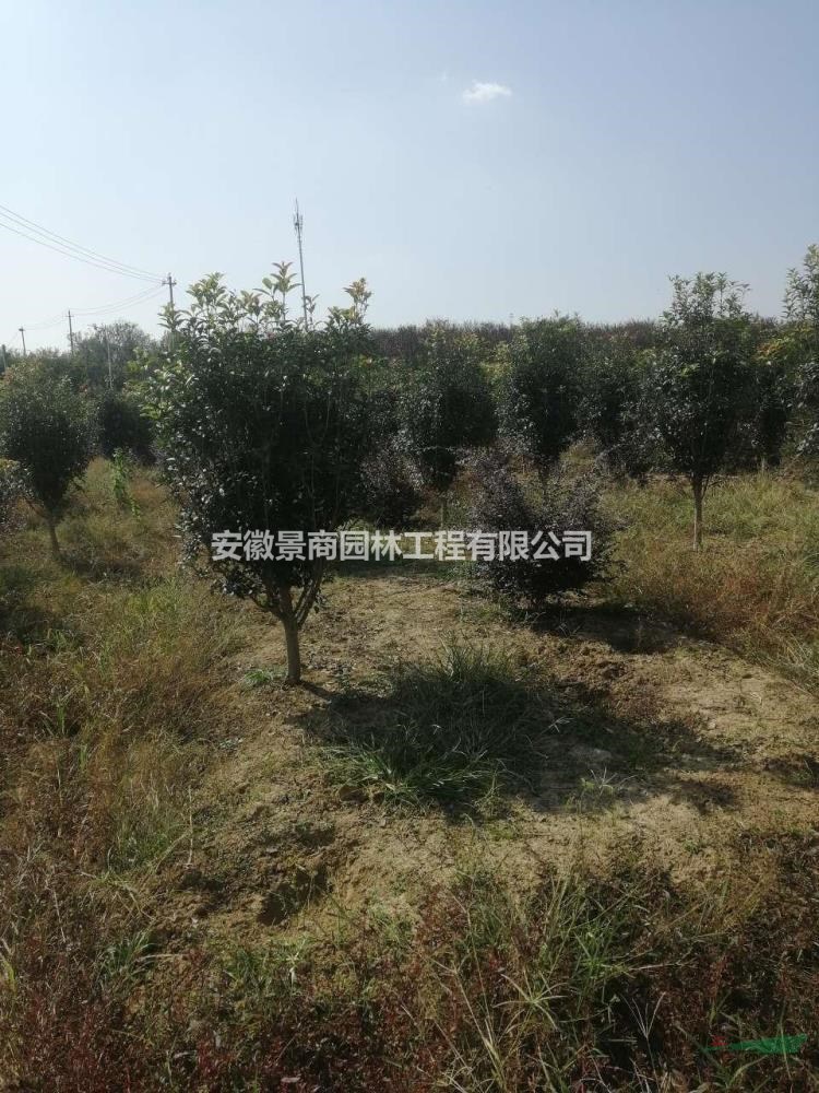 特供7公分桂花