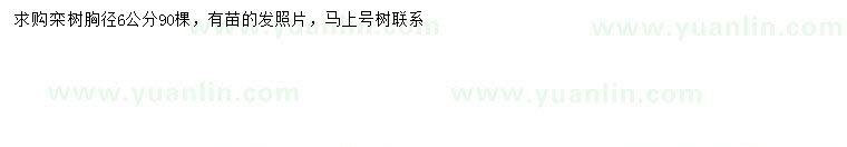求購胸徑6公分欒樹