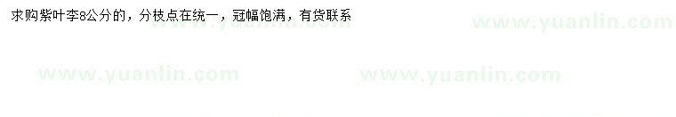 求購8公分紫葉李