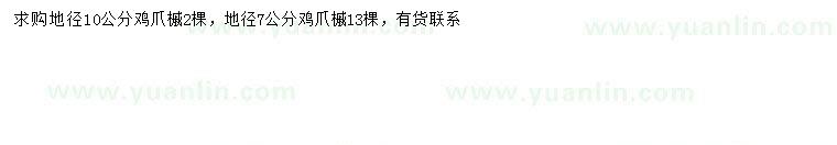 求購地徑7、10公分雞爪槭
