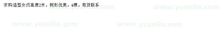 求購高2米造型女貞