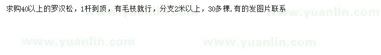 求購40公分以上羅漢松