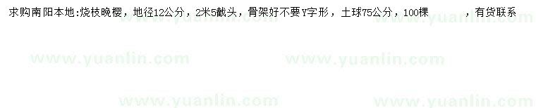 求購地徑12公分晚櫻