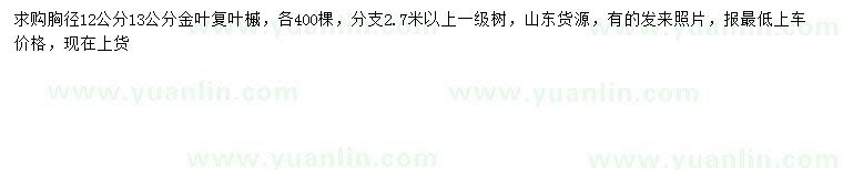 求購(gòu)胸徑12、13公分金葉復(fù)葉槭