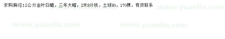 求購胸徑12公分金葉白蠟