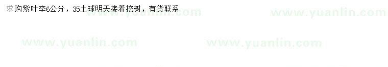 求購(gòu)6公分紫葉李