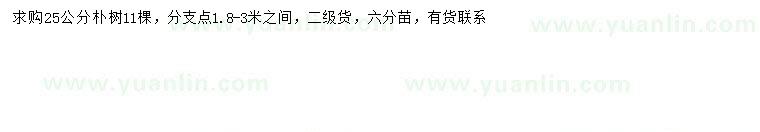 求購25公分樸樹