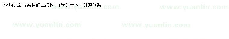 求購14公分欒樹