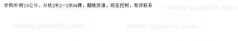 求購19公分樸樹