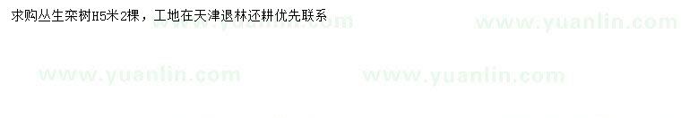 求購高5米叢生欒樹