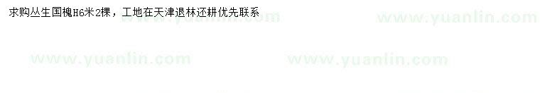 求購(gòu)高6米叢生國(guó)槐