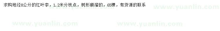求購(gòu)地徑8公分紅葉李