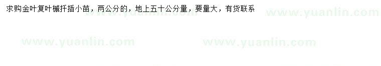 求購50量2公分金葉復(fù)葉槭